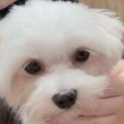 ヒメ日記 2025/12/14 16:02 投稿 うさ ホワイトベル