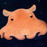 ヒメ日記 2025/02/15 19:20 投稿 みなみ スッキリ！！日本橋店