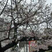 ヒメ日記 2025/03/31 21:54 投稿 みなみ スッキリ！！日本橋店