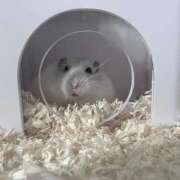 ヒメ日記 2025/04/14 16:51 投稿 めあ 完全密室 無抵抗