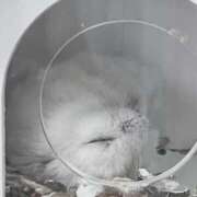 ヒメ日記 2025/04/23 16:51 投稿 めあ 完全密室 無抵抗