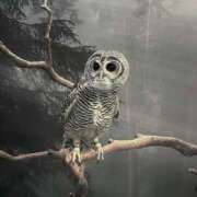 ヒメ日記 2025/05/20 18:16 投稿 めあ 完全密室 無抵抗