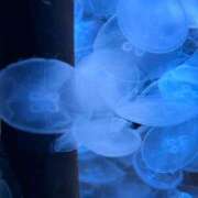 ヒメ日記 2025/06/28 12:51 投稿 れん ちゃんこ本厚木店