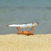 れん 🎀 退勤でござる 🎀 ちゃんこ本厚木店