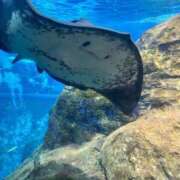 ヒメ日記 2025/11/01 13:19 投稿 あるの 新宿プチドール