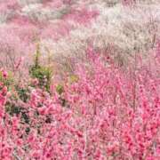 ヒメ日記 2025/04/04 23:09 投稿 美保夏実 ローテンブルク