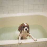 ヒメ日記 2025/08/31 12:47 投稿 美保夏実 ローテンブルク