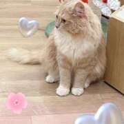 ヒメ日記 2025/03/16 11:12 投稿 いつき 素敵な女の子は好きですか？