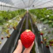 ヒメ日記 2025/04/18 14:00 投稿 しの わちゃわちゃ密着リアルフルーちゅ西船橋