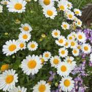 ヒメ日記 2025/04/28 15:00 投稿 しの わちゃわちゃ密着リアルフルーちゅ西船橋