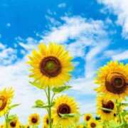 ヒメ日記 2025/08/08 00:46 投稿 なつ エロさMAX！！ ウエスト・コム