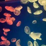 ヒメ日記 2025/11/05 14:12 投稿 なつ エロさMAX！！ ウエスト・コム