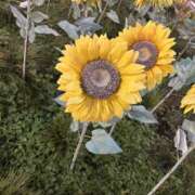 前田きぬほ ※無題 美魔女エステ