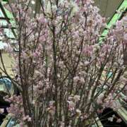 ヒメ日記 2026/03/19 14:21 投稿 前田きぬほ ワイフコレクション