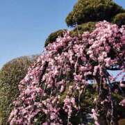 ヒメ日記 2025/03/01 15:42 投稿 ゆき 人妻小旅行