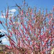 ヒメ日記 2025/03/24 15:02 投稿 ゆき 人妻小旅行