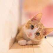 ヒメ日記 2025/04/23 23:16 投稿 あみ ぽちゃらん神栖店