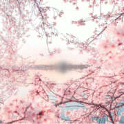 ヒメ日記 2025/04/08 09:35 投稿 澤村 MadameRest(マダムレスト)