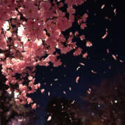 ヒメ日記 2026/03/23 19:49 投稿 澤村 MadameRest(マダムレスト)