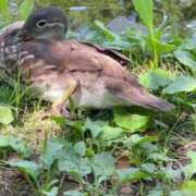ヒメ日記 2025/08/30 15:00 投稿 きみこ 川崎・蒲田おかあさん