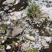 ヒメ日記 2025/05/01 11:20 投稿 すみれ 川崎・蒲田おかあさん