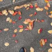 ヒメ日記 2025/11/19 11:30 投稿 のん 川崎・蒲田おかあさん