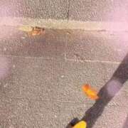 ヒメ日記 2025/11/30 09:40 投稿 のん 川崎・蒲田おかあさん