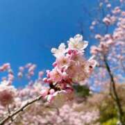 ヒメ日記 2025/04/07 06:20 投稿 はる 川崎・蒲田おかあさん