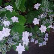 ヒメ日記 2025/05/13 21:00 投稿 はる 川崎・蒲田おかあさん