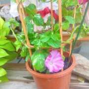 ヒメ日記 2025/08/24 07:20 投稿 はる 川崎・蒲田おかあさん