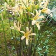 ヒメ日記 2025/09/25 16:17 投稿 はる 川崎・蒲田おかあさん