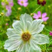 ヒメ日記 2025/10/29 12:30 投稿 はる 川崎・蒲田おかあさん