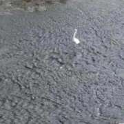 ヒメ日記 2025/09/20 21:20 投稿 ひなた 川崎・蒲田おかあさん