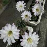 ヒメ日記 2025/07/20 12:00 投稿 ひろこ 川崎・蒲田おかあさん