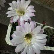 ヒメ日記 2025/07/30 10:40 投稿 ひろこ 川崎・蒲田おかあさん