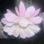 ヒメ日記 2025/09/26 10:50 投稿 ひろこ 川崎・蒲田おかあさん