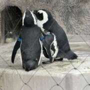 ヒメ日記 2025/11/04 16:00 投稿 ひろこ 川崎・蒲田おかあさん