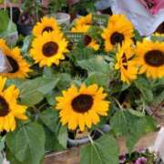 ヒメ日記 2025/07/31 16:02 投稿 みお 川崎・蒲田おかあさん