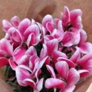 みお 本日は、 川崎・蒲田おかあさん