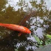 ヒメ日記 2026/01/04 11:30 投稿 みお 川崎・蒲田おかあさん