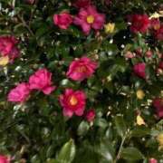 ヒメ日記 2026/01/12 00:00 投稿 みさと 川崎・蒲田おかあさん