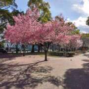 ヒメ日記 2025/03/19 08:50 投稿 みすず 川崎・蒲田おかあさん