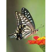 ヒメ日記 2025/09/22 14:00 投稿 みすず 川崎・蒲田おかあさん