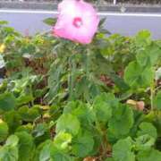 ヒメ日記 2025/07/15 17:30 投稿 ゆま 川崎・蒲田おかあさん