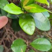 ヒメ日記 2025/08/08 08:22 投稿 わかな 川崎・蒲田おかあさん