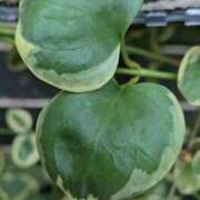 ヒメ日記 2025/11/22 10:30 投稿 わかな 川崎・蒲田おかあさん