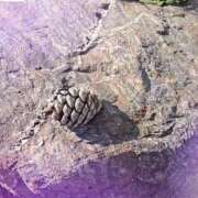 ヒメ日記 2026/01/18 10:27 投稿 わかな 川崎・蒲田おかあさん