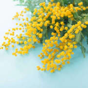 ヒメ日記 2025/03/08 19:41 投稿 こころ アドミsince2002立川デリヘル&Go To FANTASY東京本店