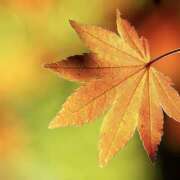 ヒメ日記 2025/09/18 12:30 投稿 こころ アドミsince2002立川デリヘル&Go To FANTASY東京本店