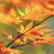 ヒメ日記 2025/09/24 17:00 投稿 こころ アドミsince2002立川デリヘル&Go To FANTASY東京本店